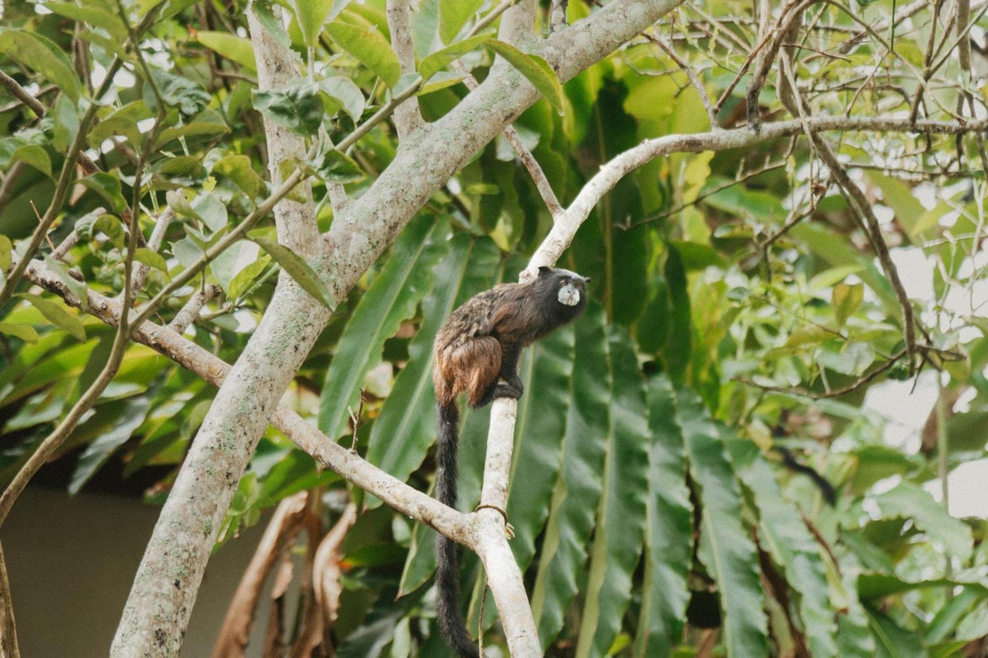 Villa Lu Amazon Ecolodge Tarapoto Eksteriør bilde
